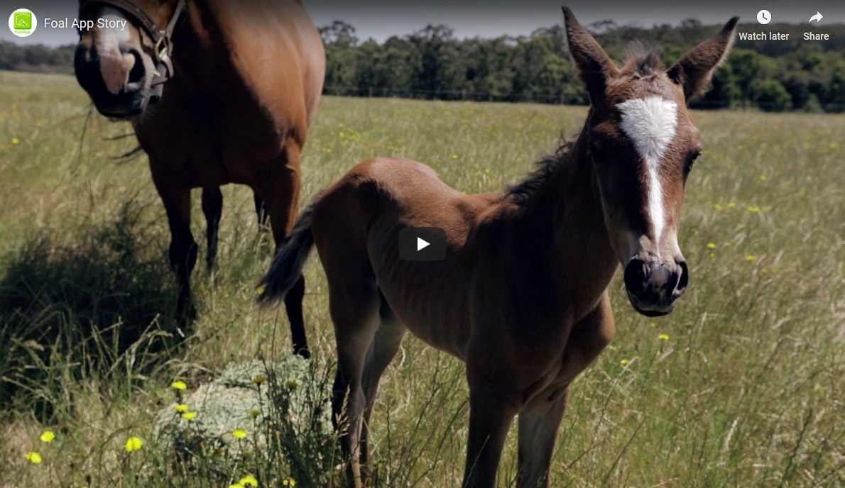 Foal app story